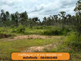 ขายด่วนนน ที่ดินอุบลฯ ถูกกกกมาก 5 ไร่ เพียง 800,000 บาท (( ที่ดิน